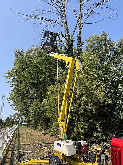 Tree Cutting