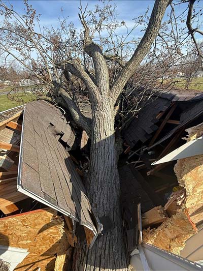 Emergency Tree Service