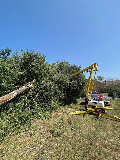 Tree Removal Services
