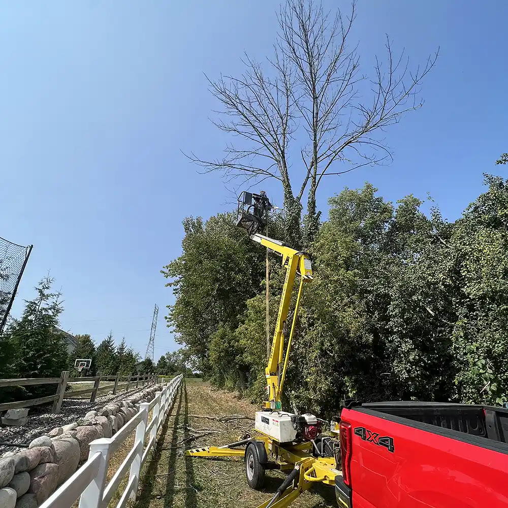Tree Services